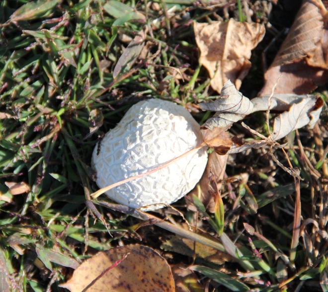 Puffball mushrooms are common in autumn.