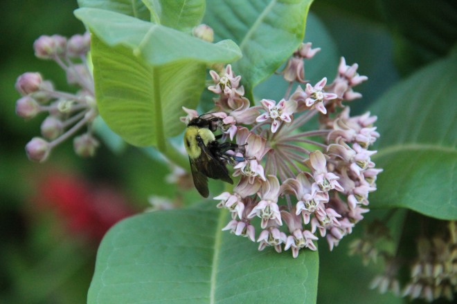 Last summer a bumblebee fertilized the flower that formed the milkweed pod I photographed above.