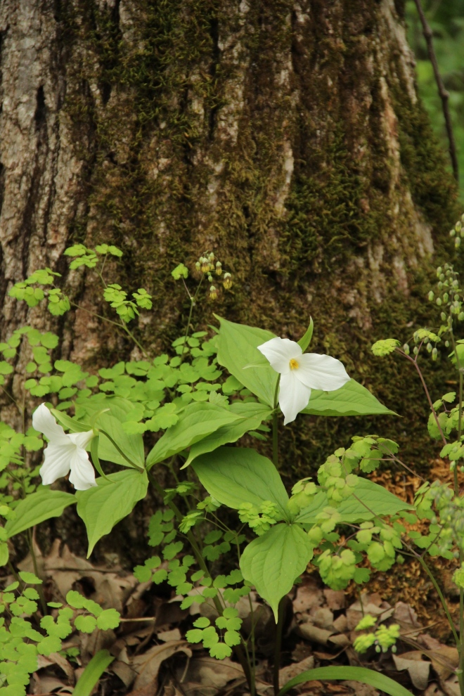 Trillium grandiflorum blooms at the base of a burr oak.