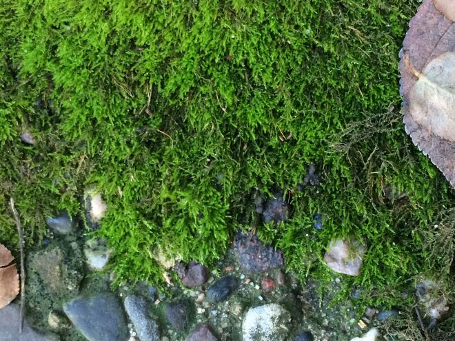 Moss in the north-facing garden of our backyard.