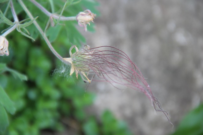Another seed plume of prairie smoke or old man's whiskers.