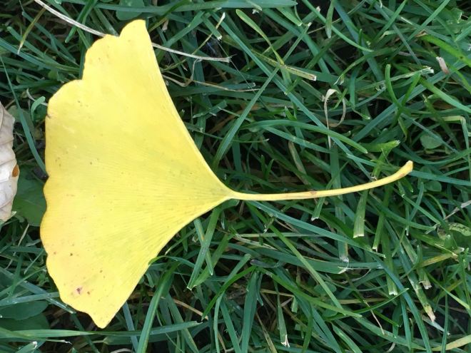 The ginkgoes' beautiful leaves remind me of Asian hand fans.