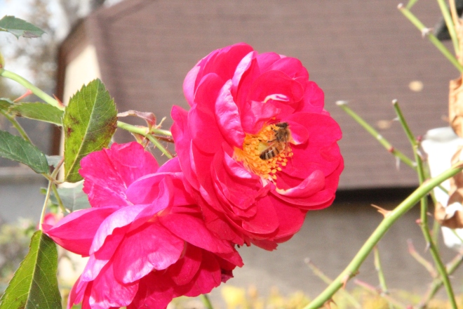 A honey bee visits a 'Henry Kelsey' rose in early November.
